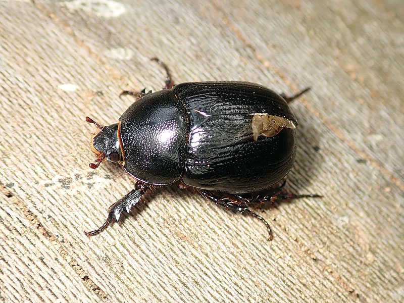 Dynastidae: Pentodon bidens punctatus